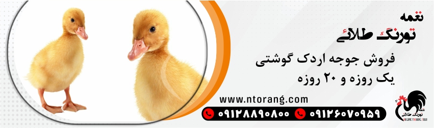 جوجه اردک 20 روزه